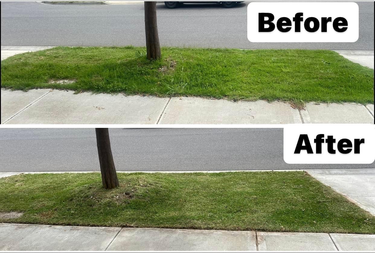 Before and after nature strip edging and mowing in Melbourne by Starsnation Services Australia